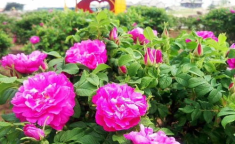 花手网红,引领潮流的指尖舞者